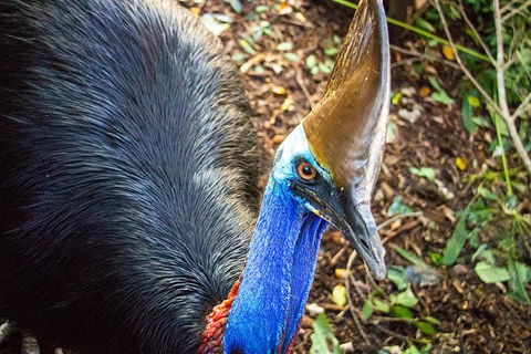 Virtual Interactive Australian Wildlife Tour With Private Guide-Wildlife Habitat - Darwin Tourism 5