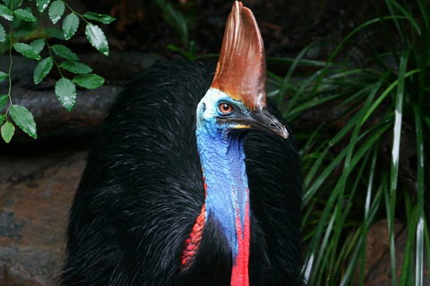 Wildlife Habitat Port Douglas - Darwin Tourism 3