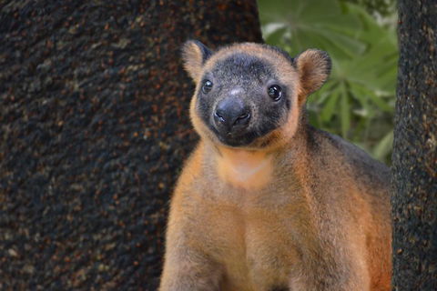 Wildlife Habitat Port Douglas - Darwin Tourism 5