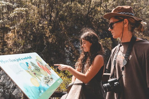 Springbrook AndTamborine Rainforest Tour Incl Natural Bridge And Glow Worm Cave - Darwin Tourism 0