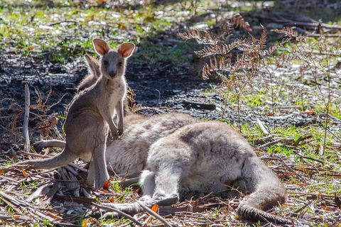 Adelaide To Melbourne 3-Day Trip Through Grampians And Great Ocean Road - Darwin Tourism 5