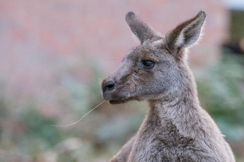 Grampians National Park With Kangaroos And MacKenzie Falls From Melbourne - Darwin Tourism 0