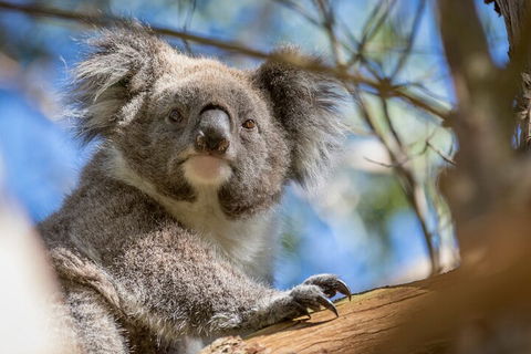 Phillip Island Penguin And Koala Highlights Day-Trip From Melbourne - Darwin Tourism 2