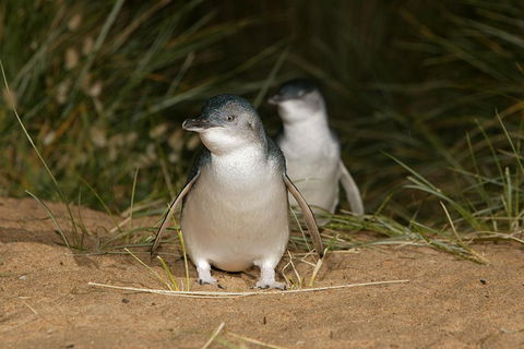 Phillip Island Penguin And Koala Highlights Day-Trip From Melbourne - Darwin Tourism 3