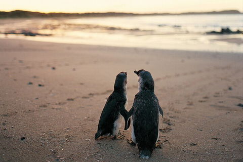 Phillip Island Penguin And Koala Highlights Day-Trip From Melbourne - Darwin Tourism 4