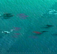 40-45 Minute Port Stephens and Stockton Beach Helicopter Flight - For 2 - Darwin Tourism