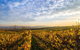 Wine Tours Sydney - Southern Highlands Day Escape, Full Day Wine Tasting Tour - thumb 1