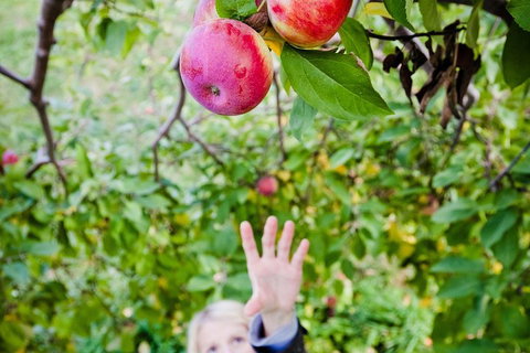 Perth Hills - Wildlife, Art & Gastronomy - Darwin Tourism 1