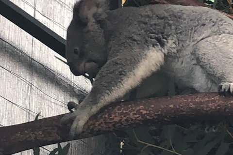 Perth Hills - Wildlife, Art & Gastronomy - Darwin Tourism 3