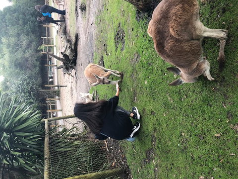 Perth Hills - Wildlife, Art & Gastronomy - Darwin Tourism 4