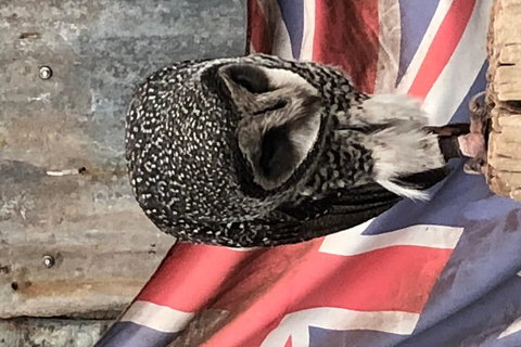 Perth Hills - Wildlife, Art & Gastronomy - Darwin Tourism 5