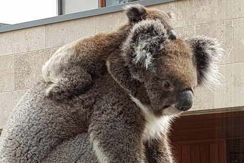 Adelaide Shore Excursion: Adelaide City Tour By Private Limo - Darwin Tourism 4