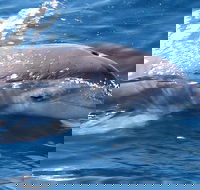 Jervis Bay Dolphin Watch Cruise - Darwin Tourism
