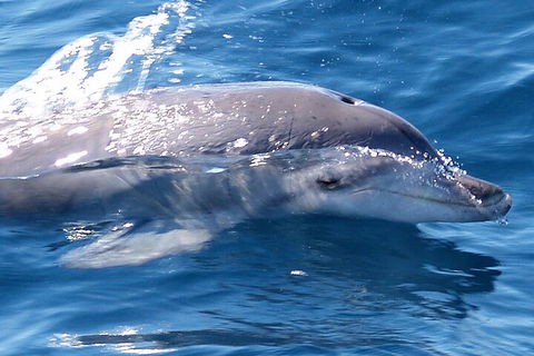 Jervis Bay Dolphin Watch Cruise - Darwin Tourism 0