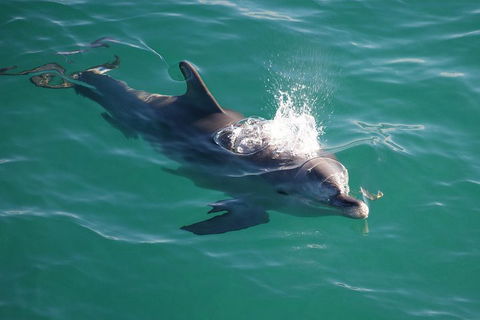 Jervis Bay Dolphin Watch Cruise - Darwin Tourism 1
