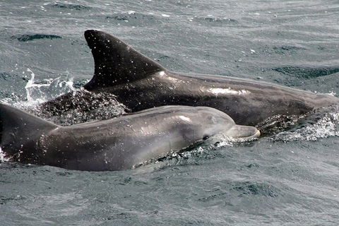 Jervis Bay Dolphin Watch Cruise - Darwin Tourism 2