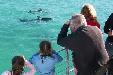 Jervis Bay Dolphin Watch Cruise - Darwin Tourism 4