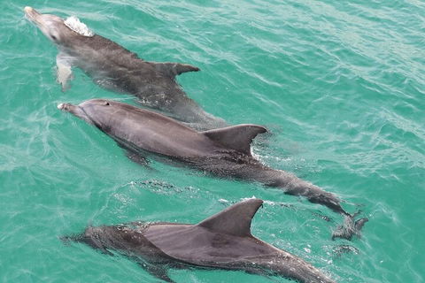 Jervis Bay Dolphin Watch Cruise - Darwin Tourism 5