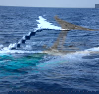 Whale Watching Jervis Bay - Darwin Tourism