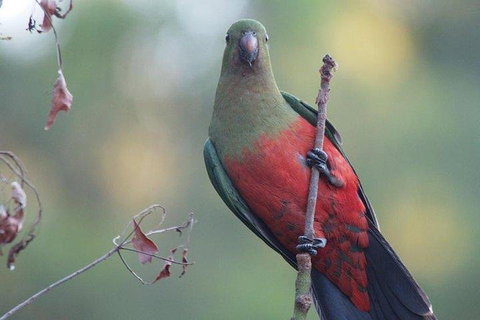 Inside The Greater Blue Mountains World Heritage - A Wildlife Safari Overnight - Darwin Tourism 0