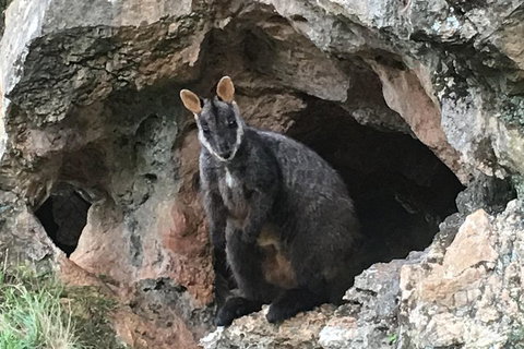 Inside The Greater Blue Mountains World Heritage - A Wildlife Safari Overnight - Darwin Tourism 1