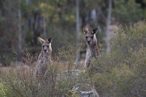 Inside The Greater Blue Mountains World Heritage - A Wildlife Safari Overnight - Darwin Tourism 2