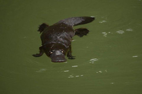 Inside The Greater Blue Mountains World Heritage - A Wildlife Safari Overnight - Darwin Tourism 5