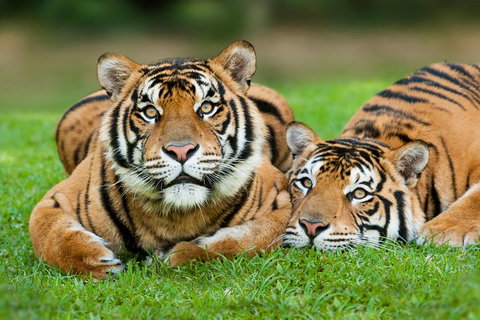 The Ultimate Gold Coast Attractions Pass - Darwin Tourism 2