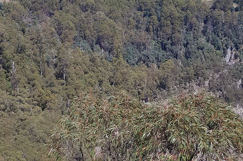 Leven Canyon Day Trip Including Wings Wildlife Park Or Gunns Plains Caves - Darwin Tourism 4