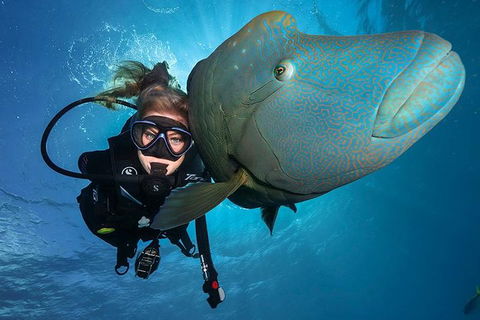 Great Barrier Reef Snorkeling And Diving Cruise From Cairns - Darwin Tourism 0