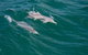 North Stradbroke Island Private Tour With Pickup - thumb 0