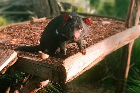 Bonorong Wildlife Park And Richmond Afternoon Tour From Hobart - Darwin Tourism 4