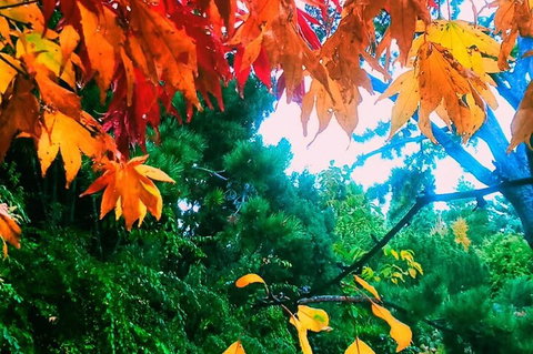 Hobart Half-Day Sightseeing Coach Tram Tour - Darwin Tourism 4