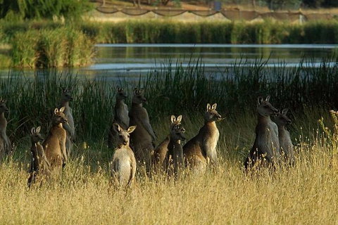 Canberra - The National Capital | Full Day Private Tour | Departs From Sydney - Darwin Tourism 3