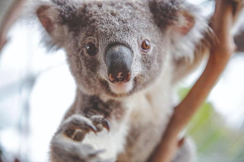 Hop-On Hop-Off Bus And PLUS 4 Merlin Attractions - Darwin Tourism 2