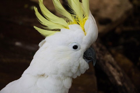 Cairns ZOOM And Wildlife Dome - Darwin Tourism 2