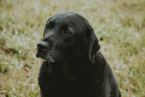 Daylesford Wine Tours: Wine, Cider, Gin, Vodka, Port, Food & Sights Tours! - Darwin Tourism 4