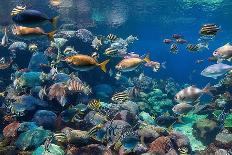 General Admission Entry At AQWA - Darwin Tourism 5