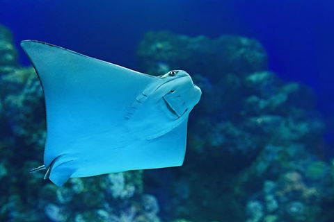 Cairns Aquarium Admission Ticket - Darwin Tourism 2