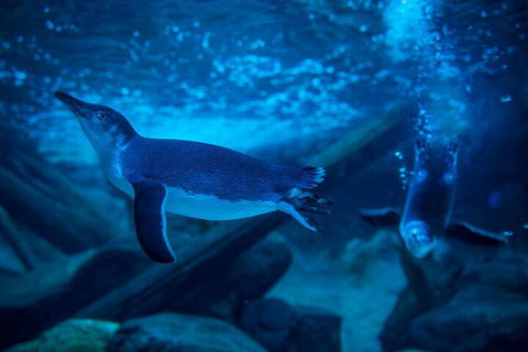 SEA LIFE Sunshine Coast Aquarium Entrance Ticket - Darwin Tourism 1