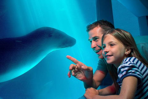 SEA LIFE Sunshine Coast Aquarium Entrance Ticket - Darwin Tourism 2