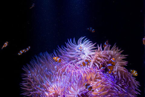 SEA LIFE Sunshine Coast Aquarium Entrance Ticket - Darwin Tourism 4