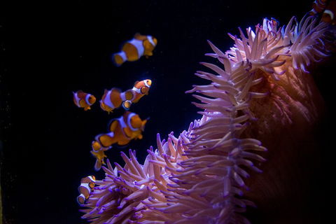 SEA LIFE Sunshine Coast Aquarium Entrance Ticket - Darwin Tourism 5
