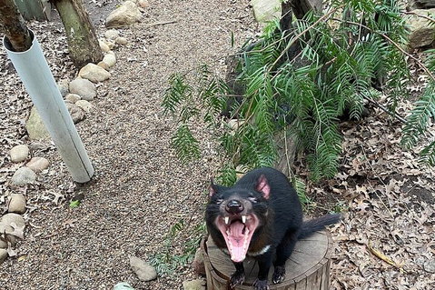 Featherdale Wildlife Park General Admission - Darwin Tourism 1