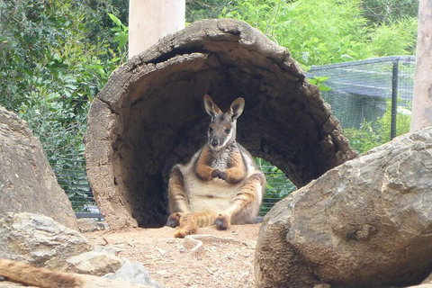 Featherdale Wildlife Park General Admission - Darwin Tourism 2