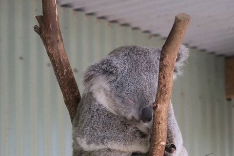 Featherdale Wildlife Park General Admission - Darwin Tourism 3