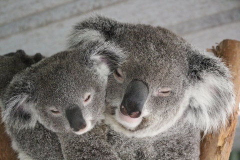 Featherdale Wildlife Park General Admission - Darwin Tourism 4