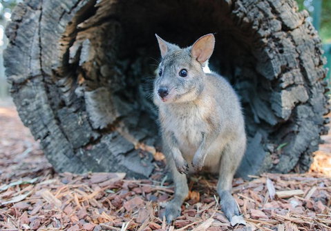 Featherdale Wildlife Park General Admission - Darwin Tourism 5