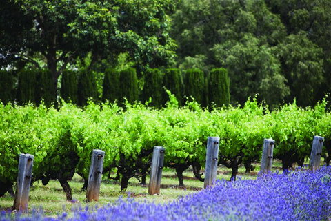 Ultimate Penfolds Magill Estate Experience - Darwin Tourism 1