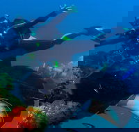 Scuba Dive the S.S. Yongala Wreck on the Great Barrier Reef. - Darwin Tourism